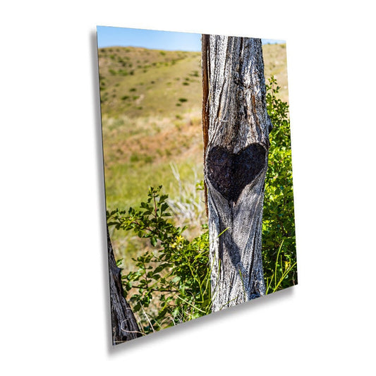 Nature's Valentine: Heart in the Bark at Madison Buffalo Jump State Park Wall Art Portrait Metal Canvas Print