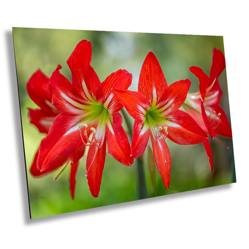 Blossom Brilliance: Hippeastrum Balentino Wall Art Amaryllis Metal Canvas Print Blooming Red Flower Photography