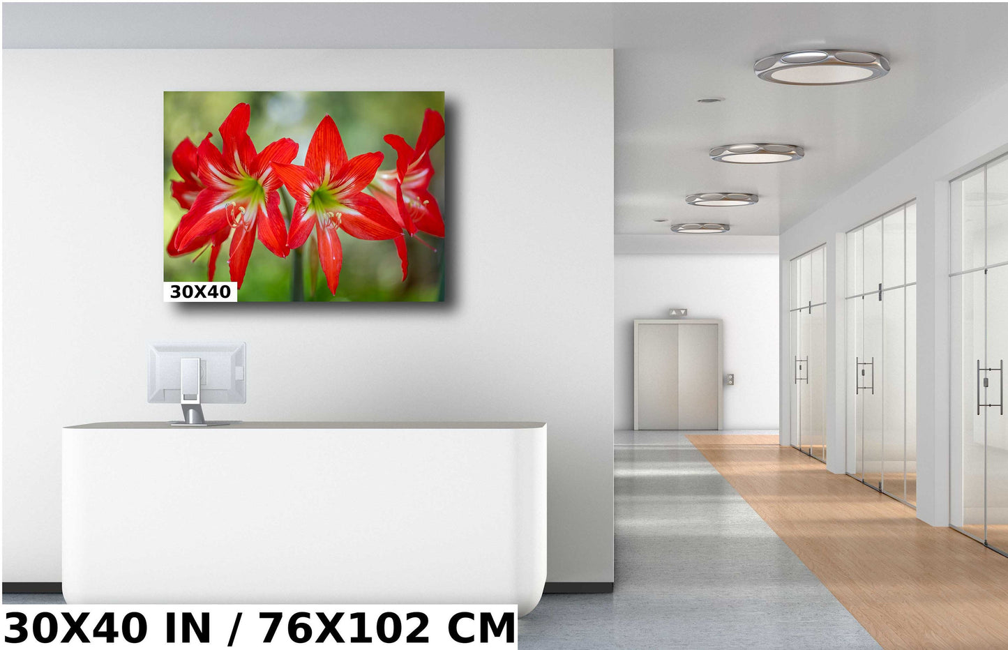 Blossom Brilliance: Hippeastrum Balentino Wall Art Amaryllis Metal Canvas Print Blooming Red Flower Photography