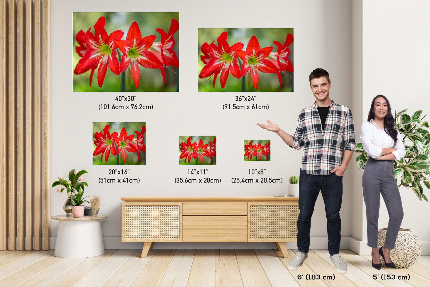 Blossom Brilliance: Hippeastrum Balentino Wall Art Amaryllis Metal Canvas Print Blooming Red Flower Photography