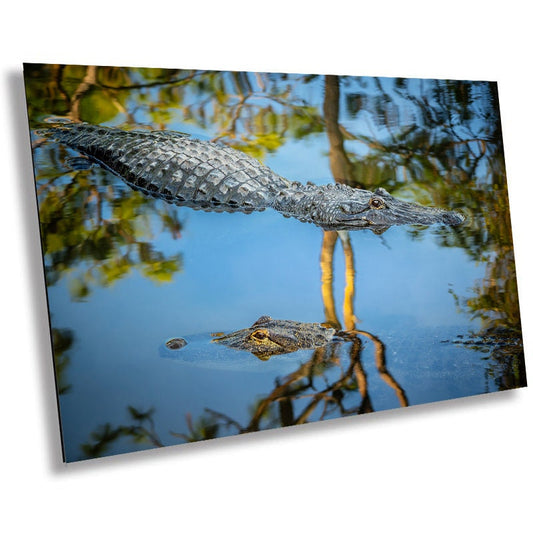 The Eyes Have It: Alligator's Alert Gaze in Serene Waters Wall Art Metal Acrylic Print Reptile Animal Photography