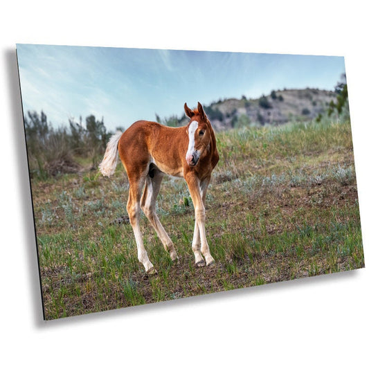 Young and Free Wild Horse: Foal Exploring Theodore Roosevelt National Park Wall Art Metal Acrylic Print North Dakota Landscape