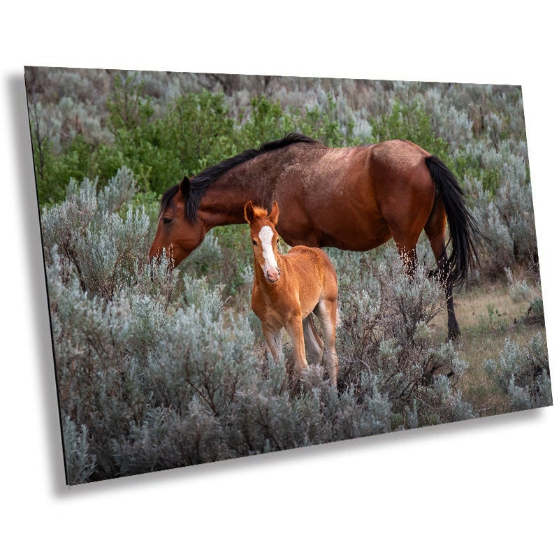 Generations in the Wild: Young and Adult Horses of Theodore Roosevelt National Park Metal Aluminum Print North Dakota Wall Art