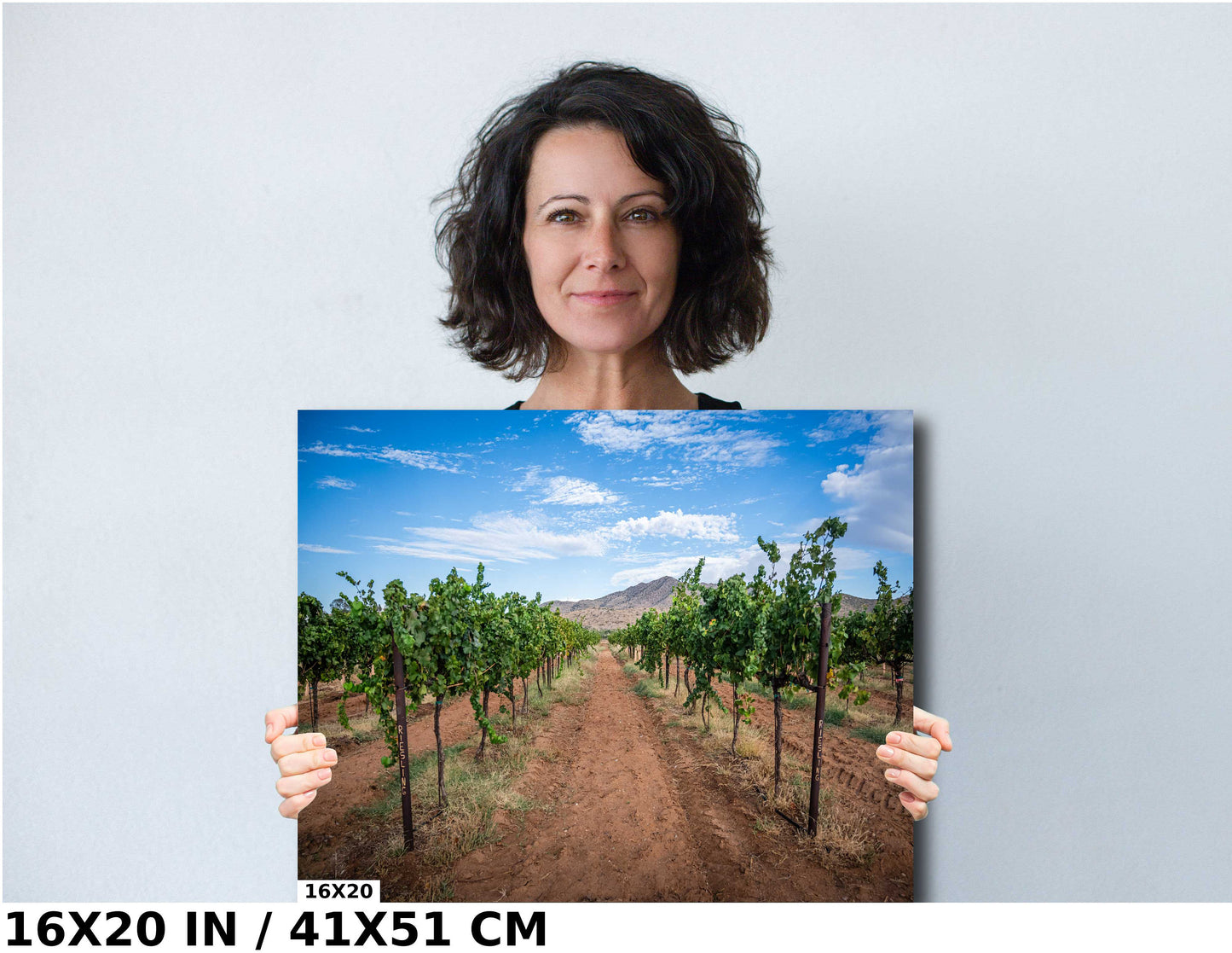 Arizona Wine Country: Coronado Vineyards in the Heart of Willcox Metal Aluminum Print Wall Art Arizona Landscape