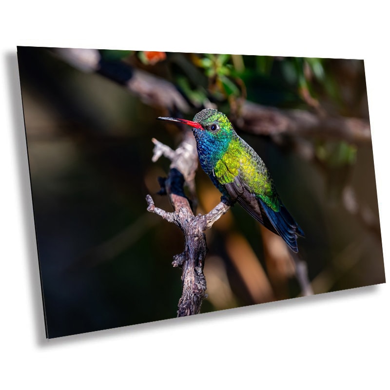 Feathered Jewel: Broad-Billed Hummingbird Wall Art Bird Photography Metal Acrylic Print