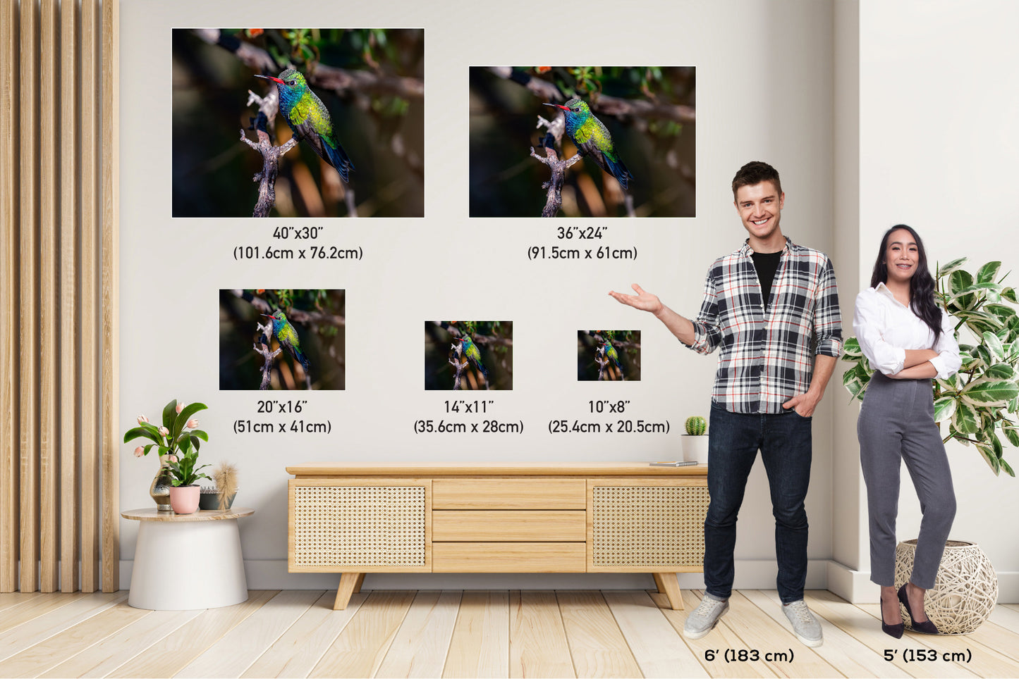 Feathered Jewel: Broad-Billed Hummingbird Wall Art Bird Photography Metal Acrylic Print