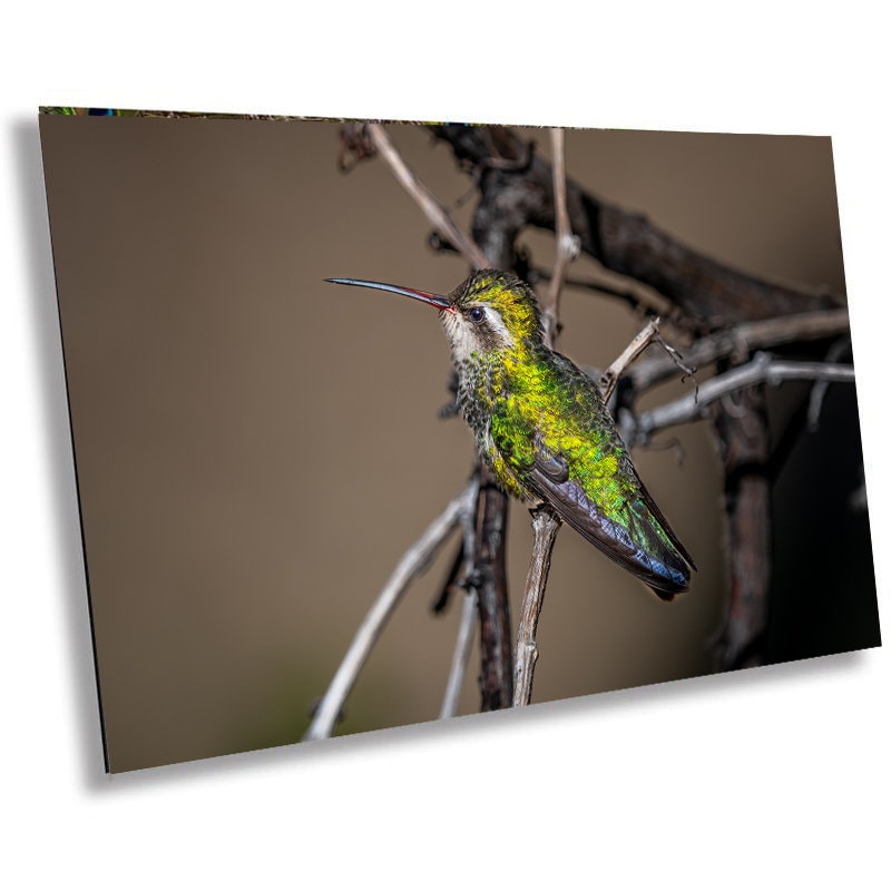 Winged Wonder: Broad-Billed Hummingbird Wall Art Bird Photography Metal Aluminum Print