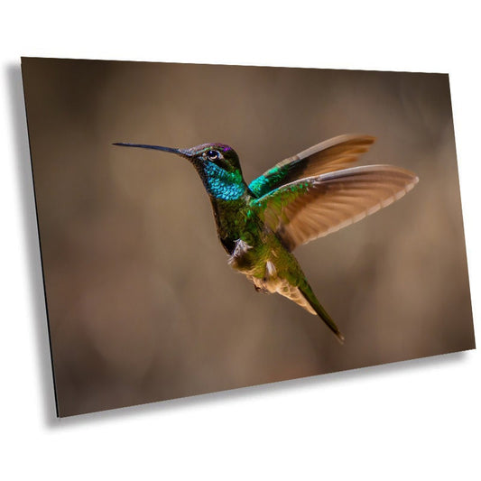 Rivoli's Regal Flight: Rivoli's Hummingbird Glorious Flight Wall Art Bird Photography Metal Canvas Print