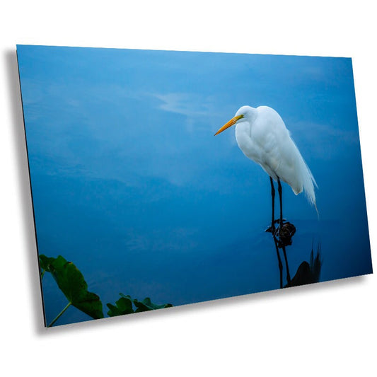 Pristine Plumage: The White Great Egret's Effortless Elegance Wall Art Metal Acrylic Print Bird Photography