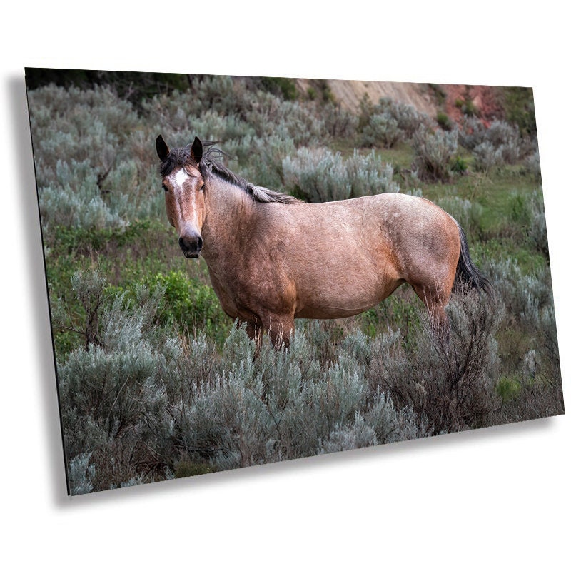 Grasslands Guardian: Stallion Amidst Wild Grass in Theodore Roosevelt Park Metal Canvas Print North Dakota Wall Art