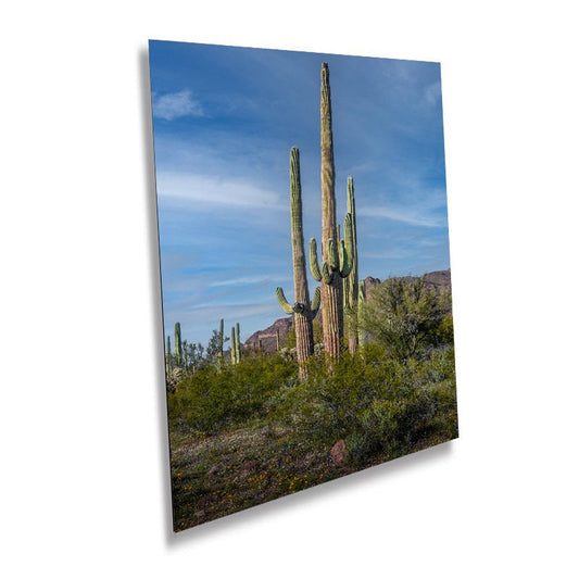 Standing Tall! Saguaro Cacti Standing Tall in Organ Pipe National Monument Metal Canvas Print Wall Art Arizona Desert