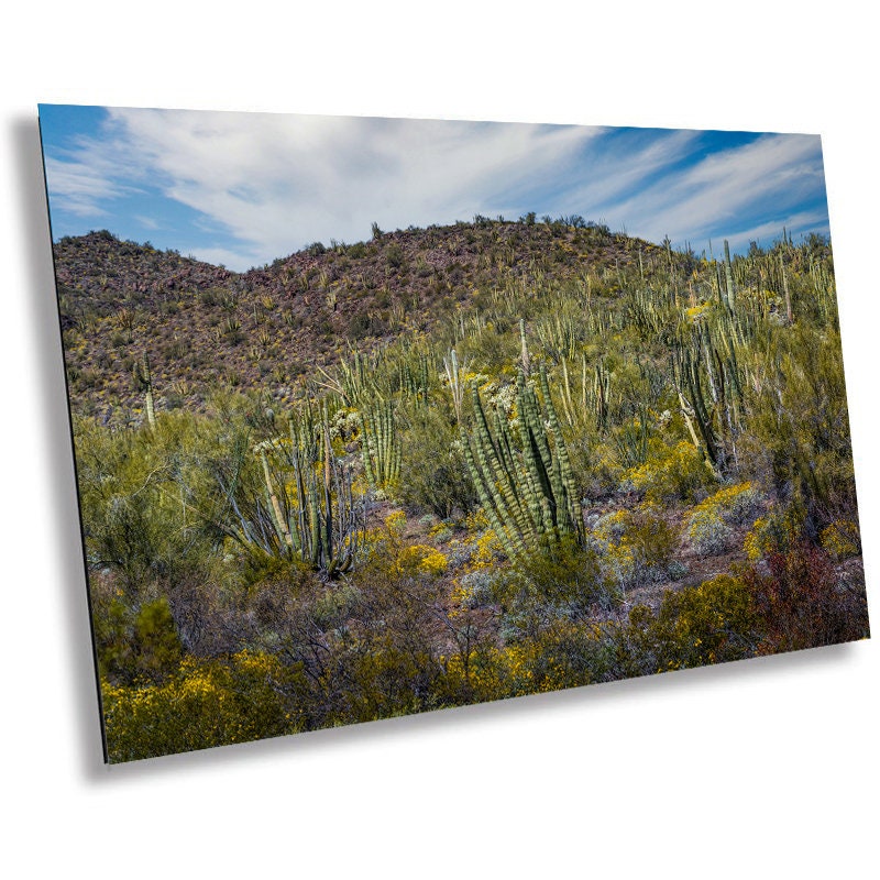 Desert Bouquet: Tiger Tailed Organ Pipe Cactus and Springtime Wildflowers Organ Pipe National Monument Wall Art Acrylic Canvas Print