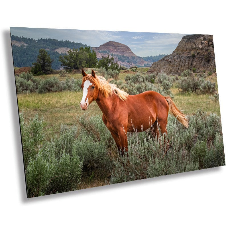 Majestic Mustang: Wild Stallion Roaming Theodore Roosevelt National Park Metal Canvas Print North Dakota Wall Art