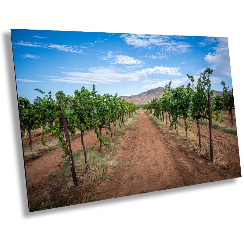 Arizona Wine Country: Coronado Vineyards in the Heart of Willcox Metal Aluminum Print Wall Art Arizona Landscape