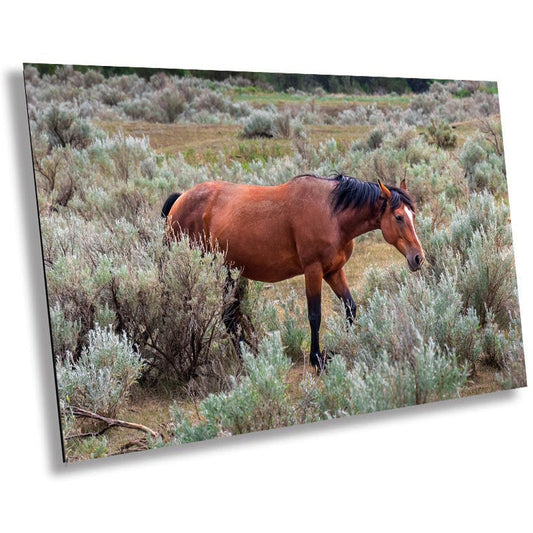 Icon of the Plains: Stallion Amidst Prairie Grass in Theodore Roosevelt National Park Metal Acrylic Print North Dakota Wall Art