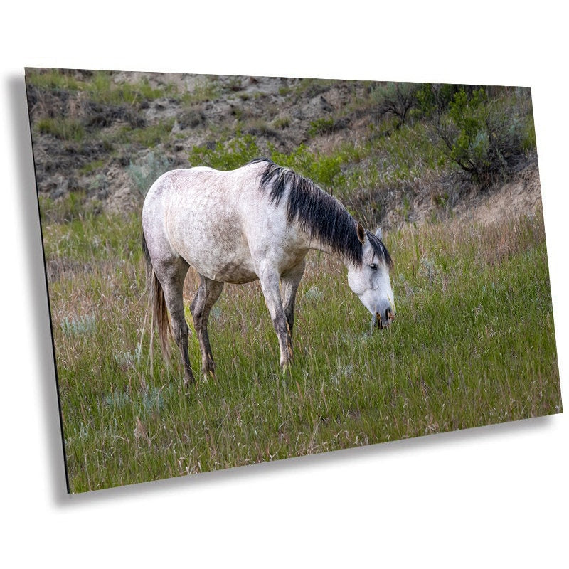 Badlands Ivory: White Horse Enjoying Grass in Theodore Roosevelt National Park Metal Acrylic Print North Dakota Wall Art