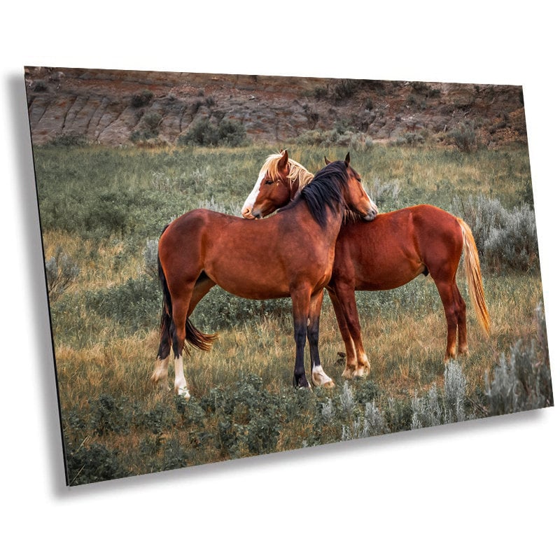 Loving Horses: Mare and Stallion Interaction Wall Art Metal Canvas Print Theodore Roosevelt Park North Dakota Horse Photography