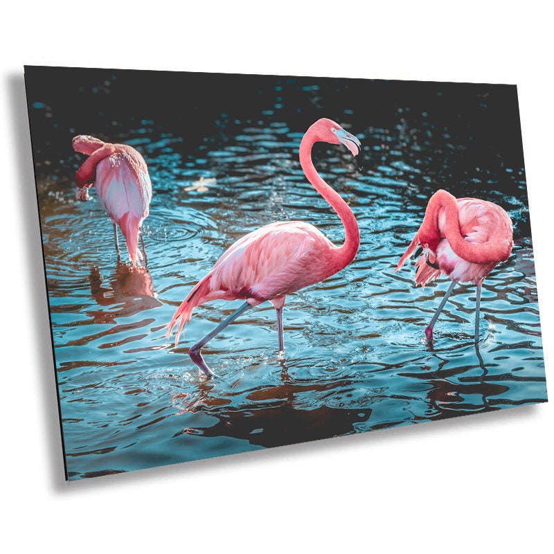 Bird Bath Time: Three Pink Flamingos Posing in the Water Wall Art Metal Canvas Print Bird Photography