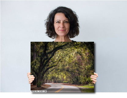 Mossy Motorway: Spanish Moss in Hilton Head Sea Pines Forest South Carolina Wall Art Metal Acrylic Print Nature Photography