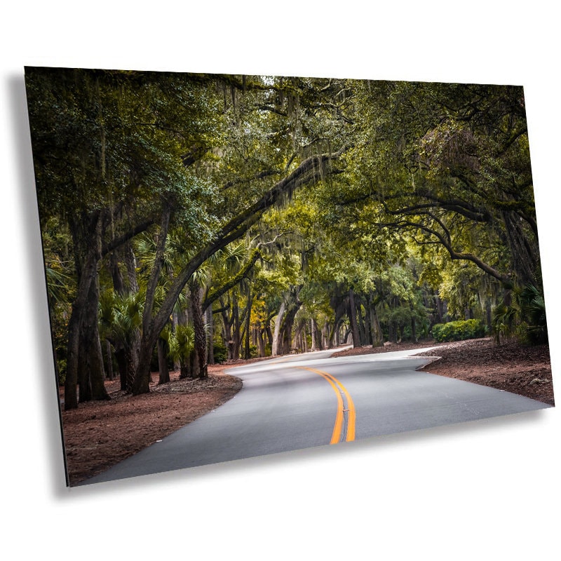 A Drive Through Mossy Sea Pine Forest: Hilton Head Island's Spanish Moss Wall Art Metal Canvas Print South Carolina Nature Photography