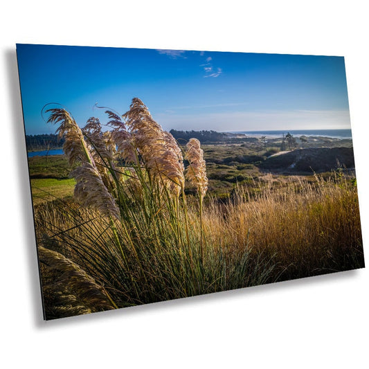 Golden Waves by the Pacific: Pampas Grass Fields Heceta Head Lighthouse State Park Wall Art Metal Canvas Print Florence Oregon