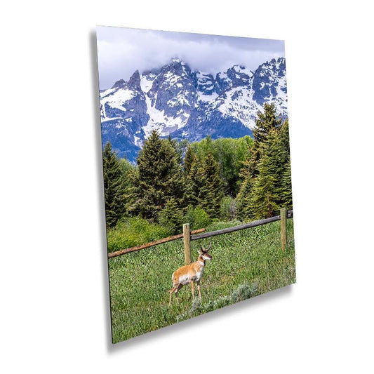 Teton Pronghorn: Wyoming Pronghorn Among Pine Trees and Grand Teton National Park's Snowcapped Mountains Metal Canvas Wall Art