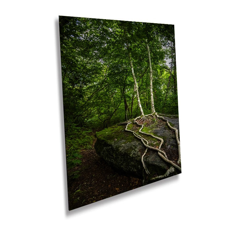 Loving Roots: Scaly Mountain on the Bartram Trail Roots of the Forest Wilderness North Carolina Wall Art Metal Canvas Print Home Decor