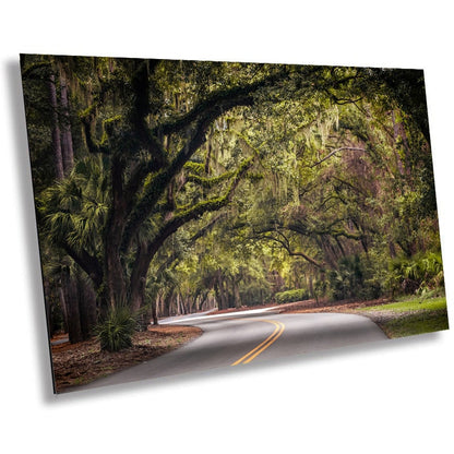 Mossy Motorway: Spanish Moss in Hilton Head Sea Pines Forest South Carolina Wall Art Metal Acrylic Print Nature Photography