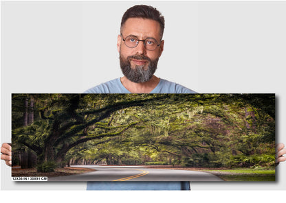 Mossy Motorway: Spanish Moss in Hilton Head Sea Pines Forest South Carolina Wall Art Metal Acrylic Print Nature Photography