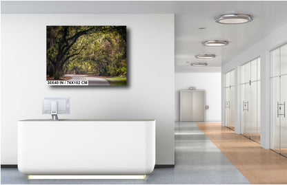 Mossy Motorway: Spanish Moss in Hilton Head Sea Pines Forest South Carolina Wall Art Metal Acrylic Print Nature Photography