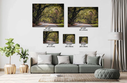 Mossy Motorway: Spanish Moss in Hilton Head Sea Pines Forest South Carolina Wall Art Metal Acrylic Print Nature Photography