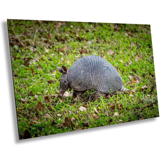 Armadillos of Abbeville: Animal Print Capturing Louisiana’s Unique Wildlife Photography Wall Art Metal/Canvas/Aluminum/Acrylic