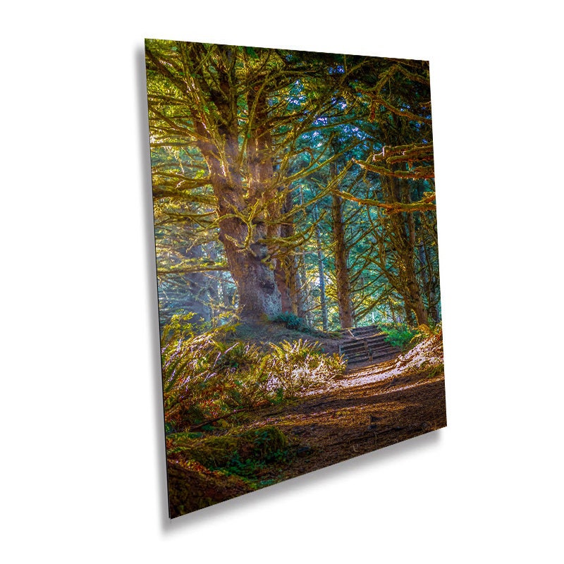 Enchanting Oregon Forest: Sunlight Reflection in Florence Woods Wall Art Metal Acrylic Print Oregon Portrait Photography