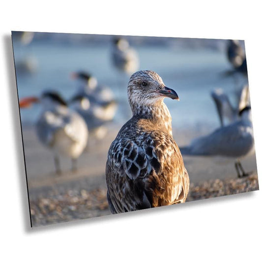 The Lonely She-Gull: Wall Art Print Brown Seagull on Anna Maria Island Florida Coast Bird Photography Aluminum/Acrylic/Metal/Canvas