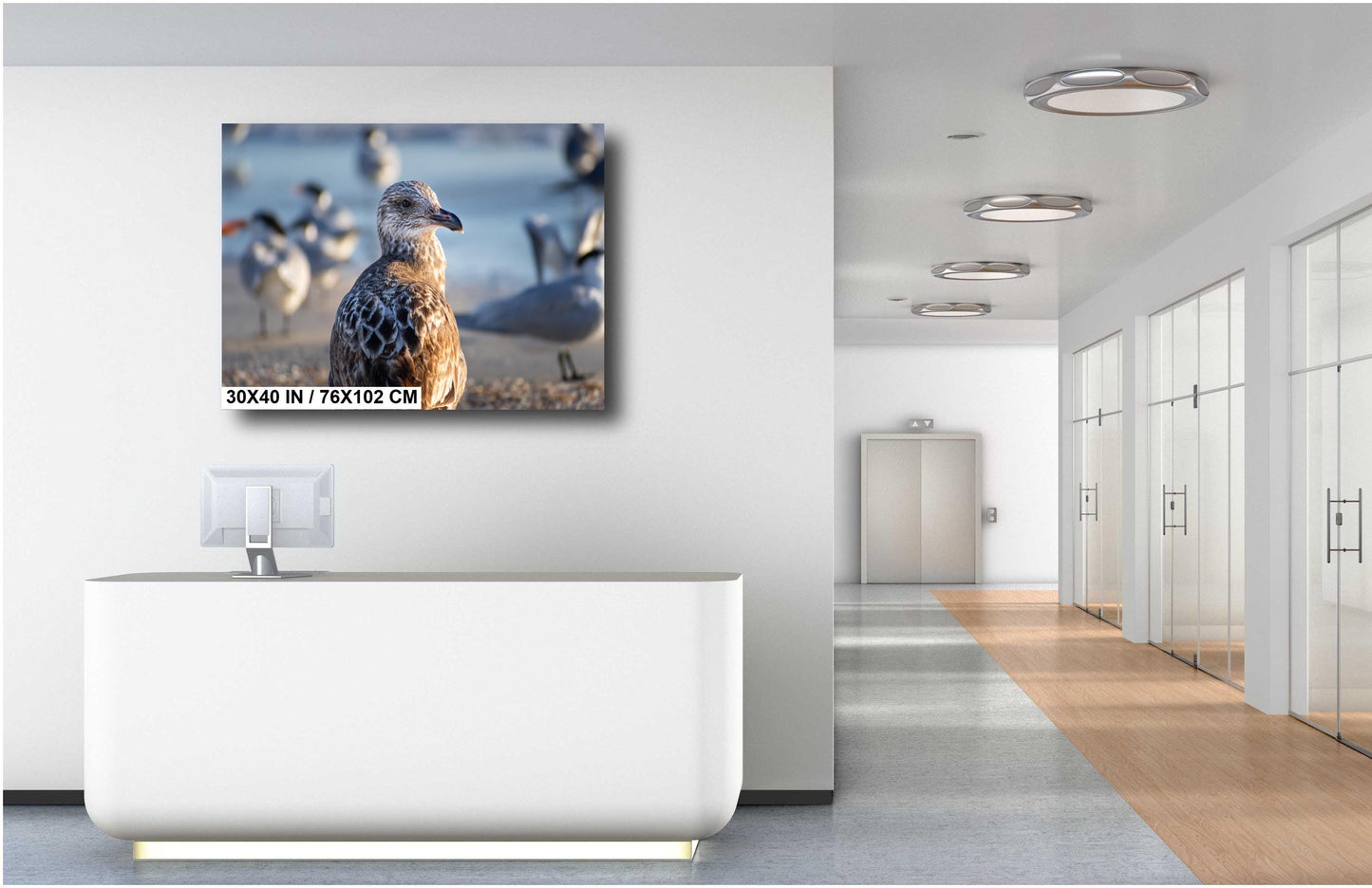 The Lonely She-Gull: Wall Art Print Brown Seagull on Anna Maria Island Florida Coast Bird Photography Aluminum/Acrylic/Metal/Canvas