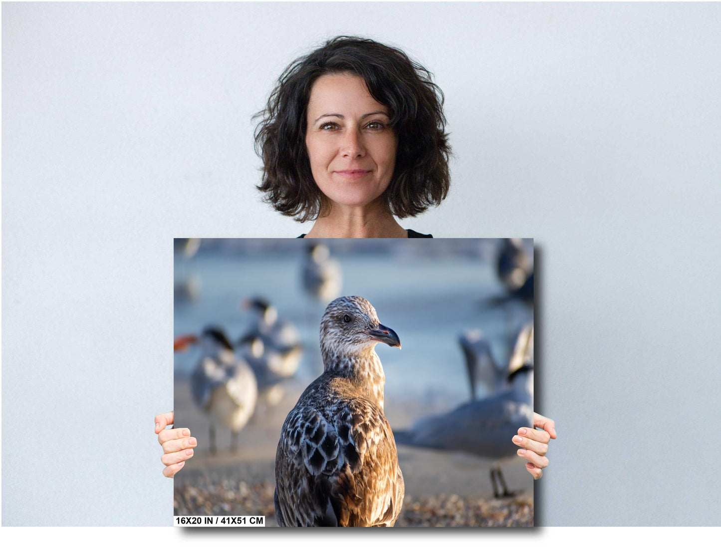 The Lonely She-Gull: Wall Art Print Brown Seagull on Anna Maria Island Florida Coast Bird Photography Aluminum/Acrylic/Metal/Canvas