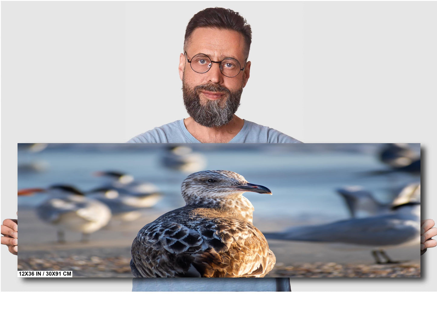 The Lonely She-Gull: Wall Art Print Brown Seagull on Anna Maria Island Florida Coast Bird Photography Aluminum/Acrylic/Metal/Canvas