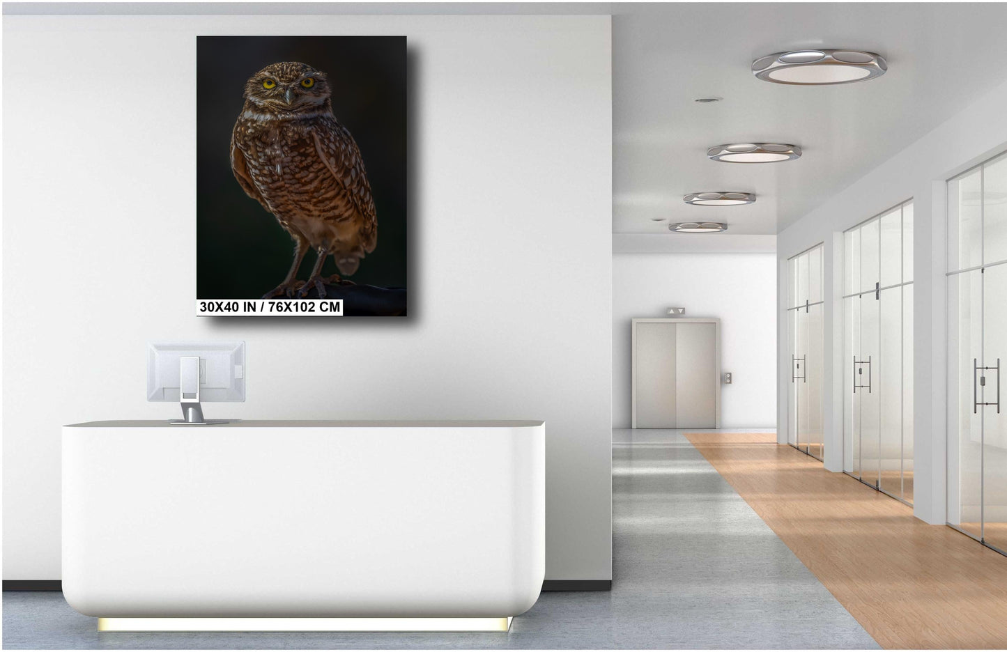 You Lookin’ at Me?: A Burrowing Owl’s Steely Gaze Wall Art Print Bird Photography Portrait Aluminum/Acrylic/Metal/Canvas