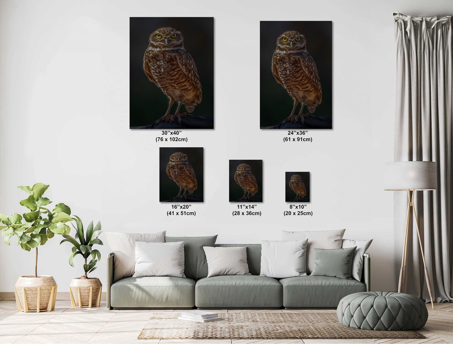 You Lookin’ at Me?: A Burrowing Owl’s Steely Gaze Wall Art Print Bird Photography Portrait Aluminum/Acrylic/Metal/Canvas