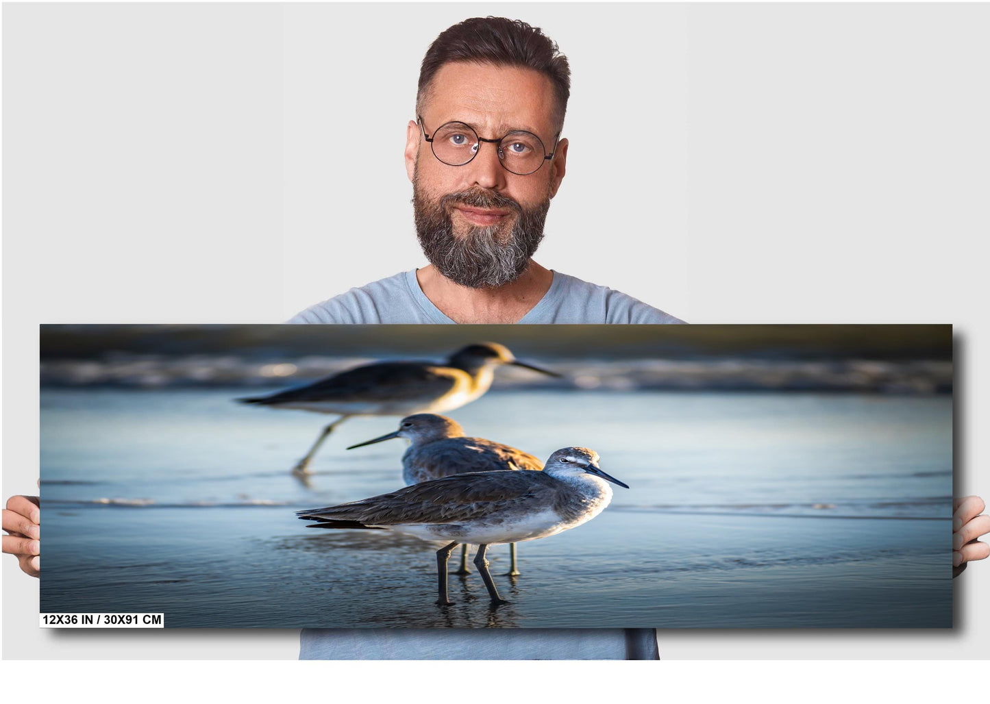 Graceful Willets: Anna Maria Island Coast Florida Wall Art Print Bird Photography Aluminum/Acrylic/Metal/Canvas