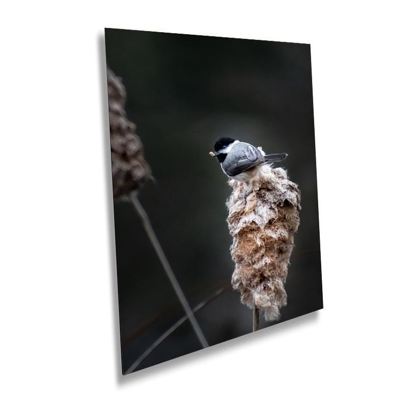 Chickadee Chompin’: A Black-Capped Beauty Among Cattails Wall Art Print Cattails in Spring Bird Photography Aluminum/Acrylic/Metal/Canvas