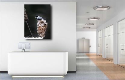 Chickadee Chompin’: A Black-Capped Beauty Among Cattails Wall Art Print Cattails in Spring Bird Photography Aluminum/Acrylic/Metal/Canvas