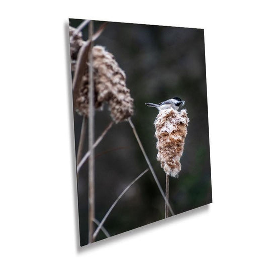 Chickadee’s Throne: A Black-Capped Bird Above the Cattails Wall Art Print Aluminum Spring Photography Aluminum/Acrylic/Metal/Canvas