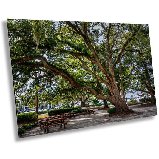 Whispers of the South: Oak Tree Covered with Spanish Moss Hilton Head Island South Carolina Wall Art Print Aluminum/Acrylic/Metal/Canvas