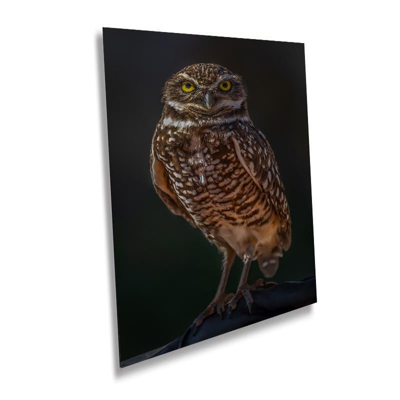 You Lookin’ at Me?: A Burrowing Owl’s Steely Gaze Wall Art Print Bird Photography Portrait Aluminum/Acrylic/Metal/Canvas