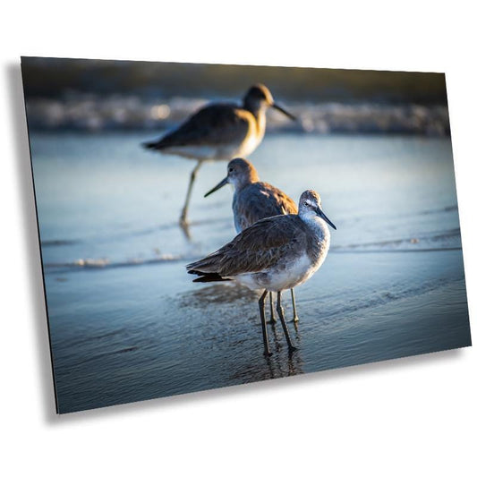 Graceful Willets: Anna Maria Island Coast Florida Wall Art Print Bird Photography Aluminum/Acrylic/Metal/Canvas