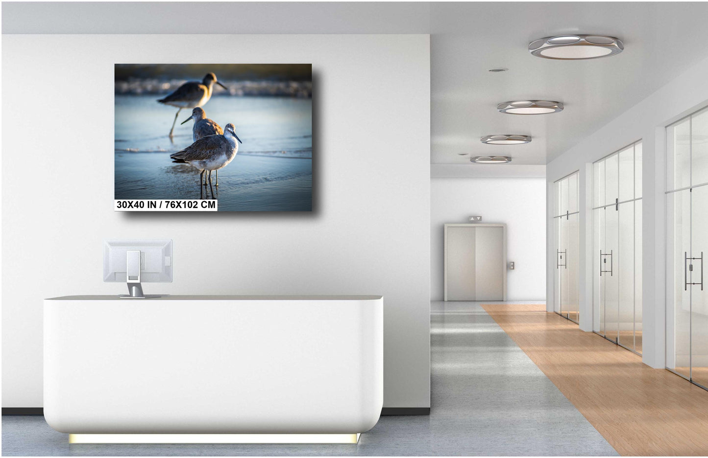 Graceful Willets: Anna Maria Island Coast Florida Wall Art Print Bird Photography Aluminum/Acrylic/Metal/Canvas