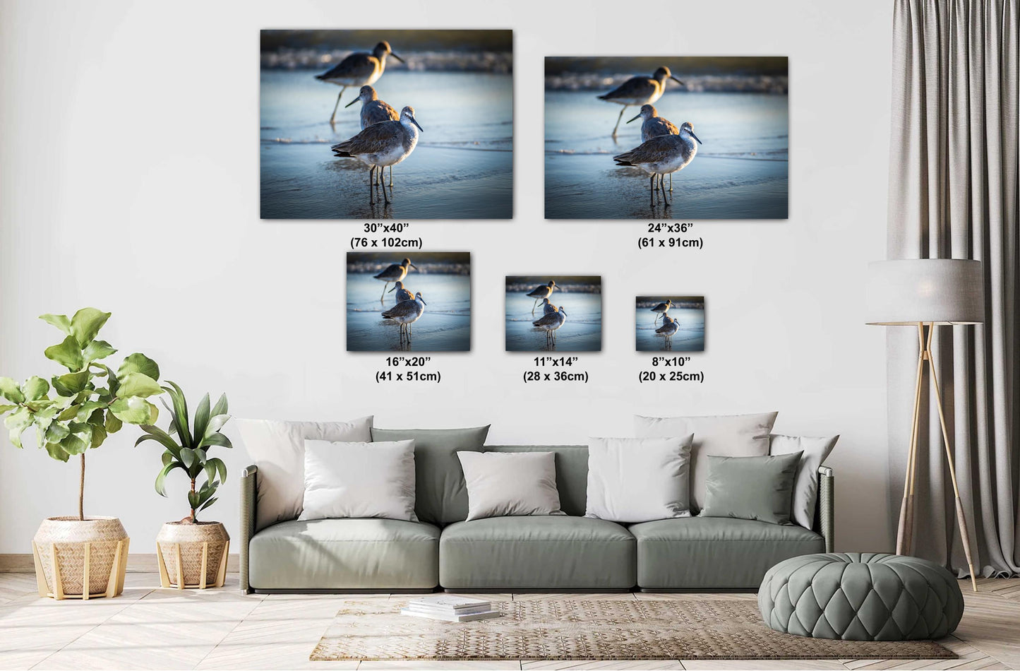 Graceful Willets: Anna Maria Island Coast Florida Wall Art Print Bird Photography Aluminum/Acrylic/Metal/Canvas