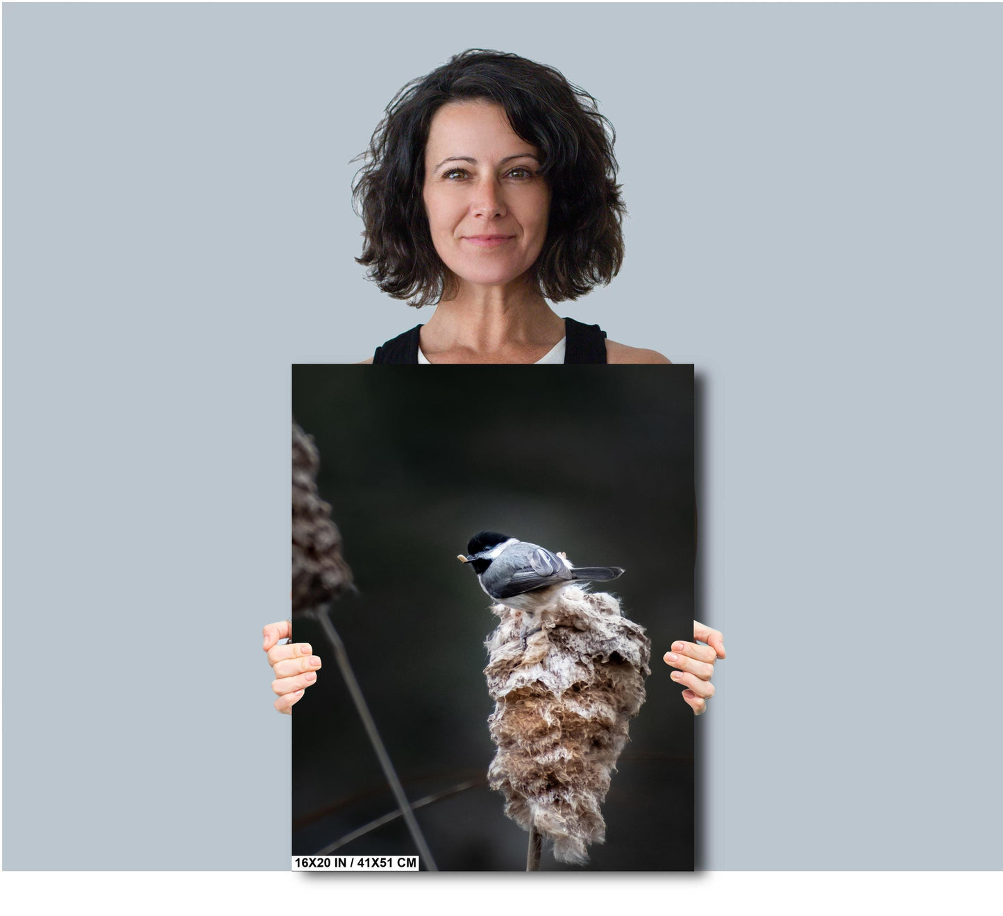 Chickadee Chompin’: A Black-Capped Beauty Among Cattails Wall Art Print Cattails in Spring Bird Photography Aluminum/Acrylic/Metal/Canvas