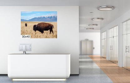 Snow-Kissed Bison: Antelope Island Bison Western Wildlife Metal Canvas Art Print Utah Photography